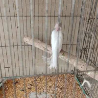 قناری ماده|پرنده|اردکان, |دیوار