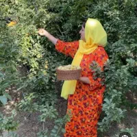 چیدن میوه نظافت خانه ویلا ارادت