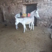 الاغ مناسب گله همراه با کره نر|حیوانات مزرعه|سردرود, |دیوار