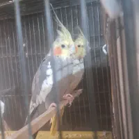 جفت عروس هلندی مولد