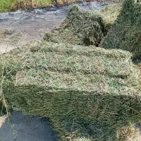 فروش یونجه