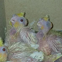 جوجه عروس هلندی لوتینو