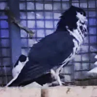 3تاکفتر ساده سیاه کاکلی نر واکسی بزرگه پرشی|پرنده|مشهد, رستگار|دیوار