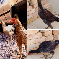 مرغ و خروس لاری و محلی