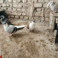 سه عدد کفتر مفت|حیوانات|شیروان (خراسان), |دیوار