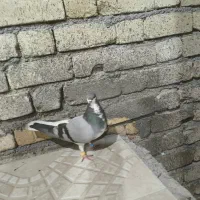 چراغ هورن دار