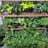 فروش فوقالعاده گل های آپارتمانی|گل و گیاه طبیعی|بیرجند, |دیوار