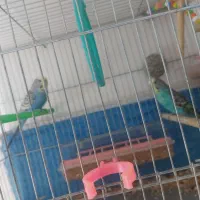 قفس و مرغ عشق جفت تضمینی|لوازم جانبی حیوانات|خوی, |دیوار