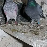 کبوتر نامه بر