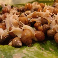 حلزون اچاتینا