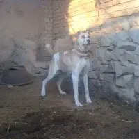 واگذاری توله ماده ۸ ماه ب دلیل کمبود جا|سگ|شیروان (خراسان), |دیوار