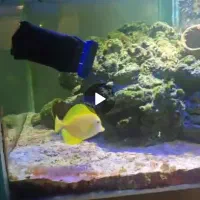 جراح ماهی یلو تانک