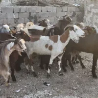 12راس بز