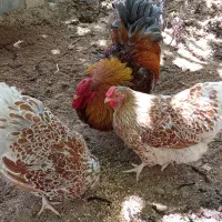 تخم نطفه دار ویاندوت