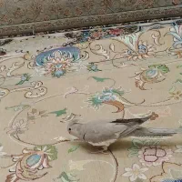 عروس هلندی ماده نسکافه ای وایت فیس