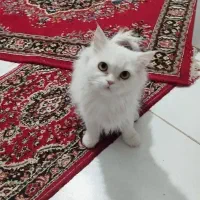 یک میلیون تومن|گربه|بیرجند, |دیوار