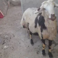 بره قوچ پلنگی