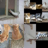 پرنده دم زرد سینه زرد کله سبز طوقی سفید دم سفید