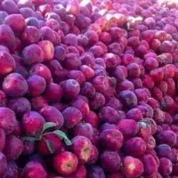 کود ارگانیک/باغ/ زراعت/گلخانه