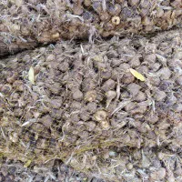 پیاز زعفران معمولی و سورت شده|خدمات باغبانی و درختکاری|سده (خراسان جنوبی), |دیوار