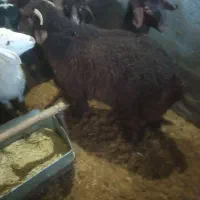 بره نر افشاری