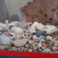 آکواریوم|ماهی|نسیم‌شهر, |دیوار