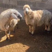 ۶ راس میش وبره|حیوانات مزرعه|کربال, |دیوار