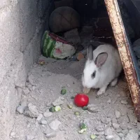 دو تا خرگوش سرحال تر و ماده