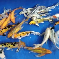 مجموعه کامل تکثیر پرورش و فروش ماهی کوی