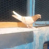 کفتر
