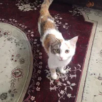 واگذاری گربه