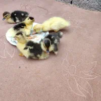 جوجه اردک اسراییلی یه تا یه هفته دوتا سه روزه