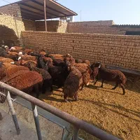 بره نر وماده