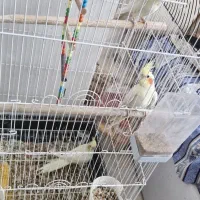 عروس هلندی مولد