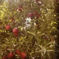 کارگر سیب چینی  و جعبه زنی