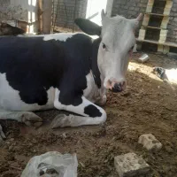 گوساله هلشتاین