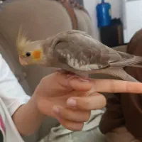 عروس هلندی گم شده