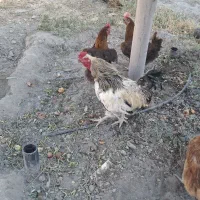 خروس برهما نژاد دورگه