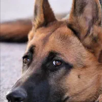 سگ ژرمن شپرد زات دار اصیل