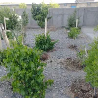 فروش یا معاوضه فوری گاوداری شیری 42راسیفول امکانات