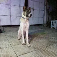 سگ نگهبان