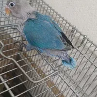 طوطی برزیلی