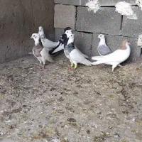 کبوتر|پرنده|شوشتر, |دیوار