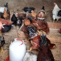 خروس محلی جوان|حیوانات مزرعه|ایوان, |دیوار