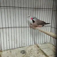 فروش فنچ کراواتی