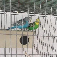 جفت فنچ و مرغ عشق