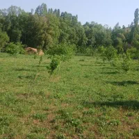 باغ|فروش دفتر صنعتی، کشاورزی، تجاری|خلخال, |دیوار