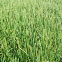 با سلام سه تا بز با ۴تا کهره با یه تیشتر