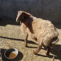 بره نر یک ساله نژاد دار|حیوانات مزرعه|اسفراین, |دیوار