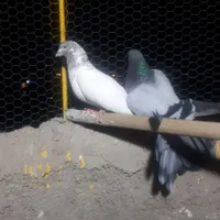 کفتر